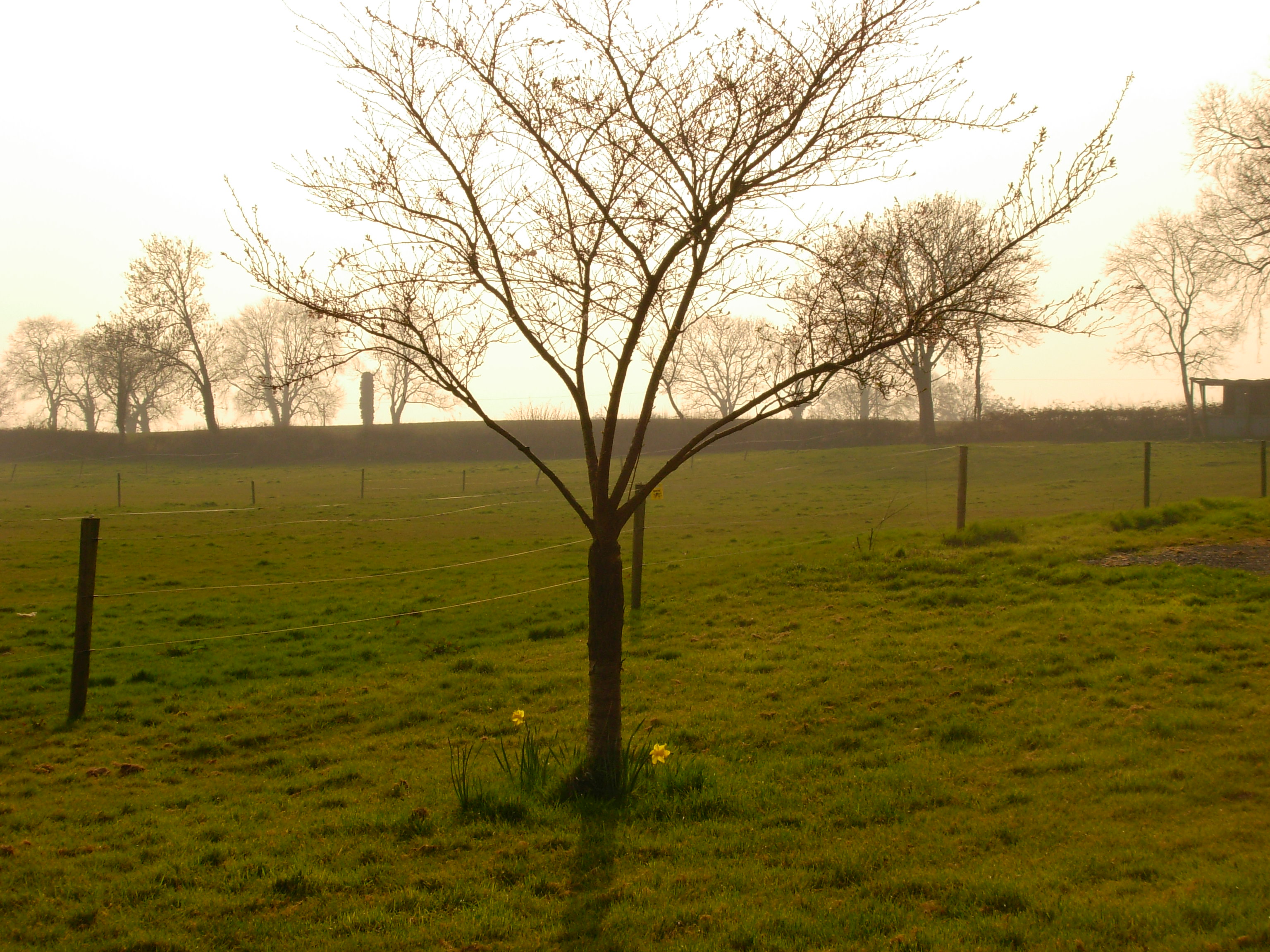 View from the kennels